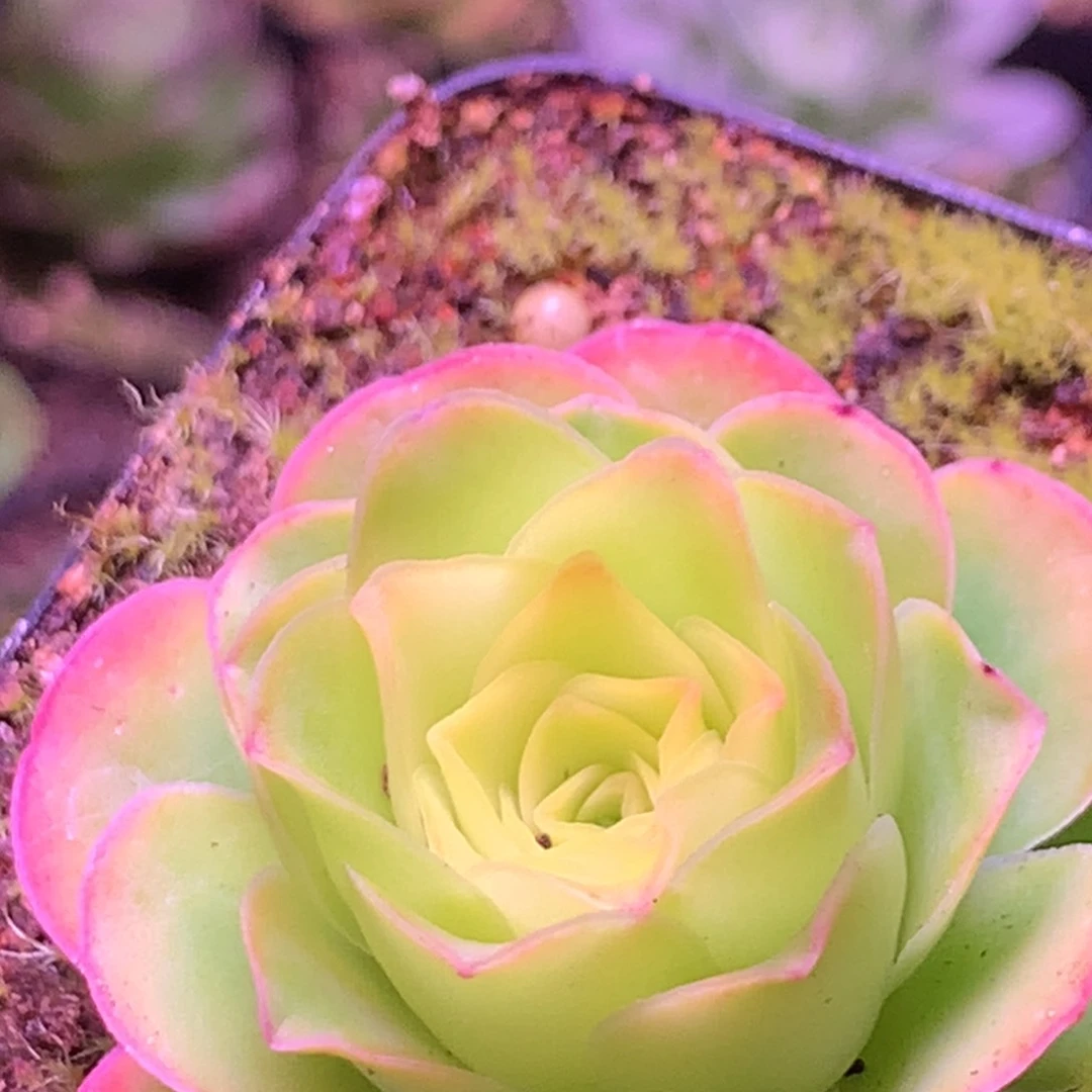 -*墨幽664山地玫瑰多去