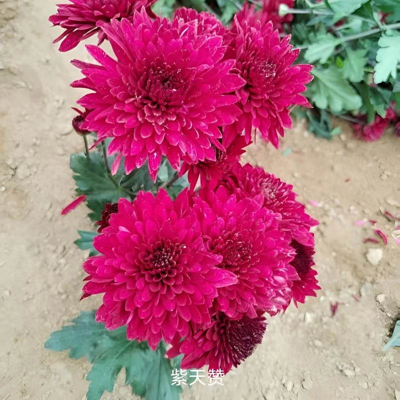 【紫天赞】九月大菊花小苗稀有品种花期长耐热耐寒易养活喜阳