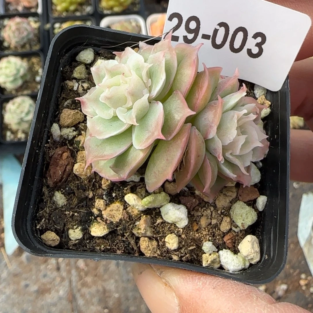 阿***茹小卡拉米糖心一物一拍