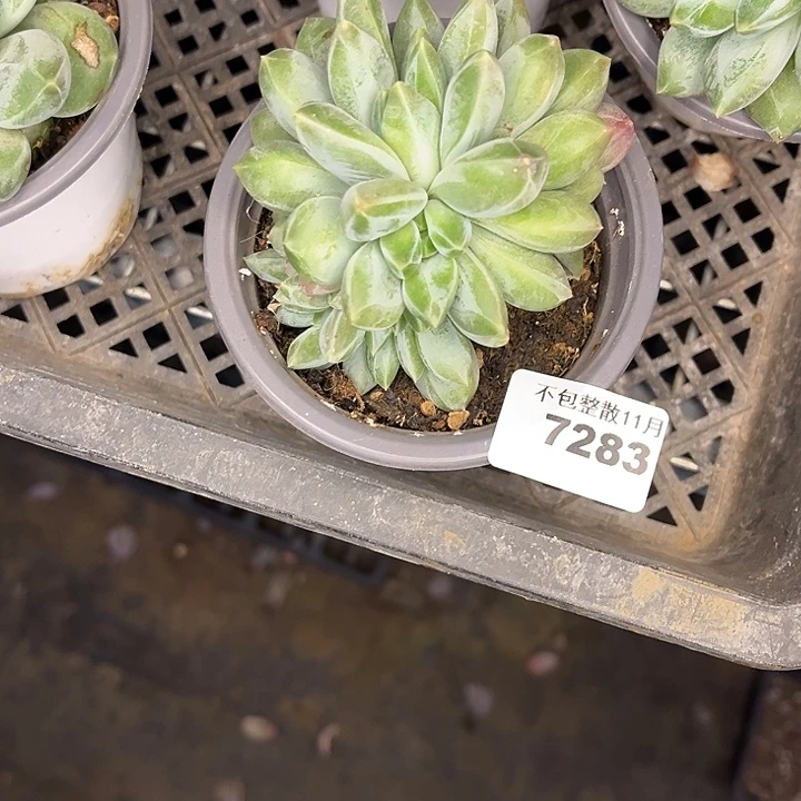 阿雅园艺。        7283重楼