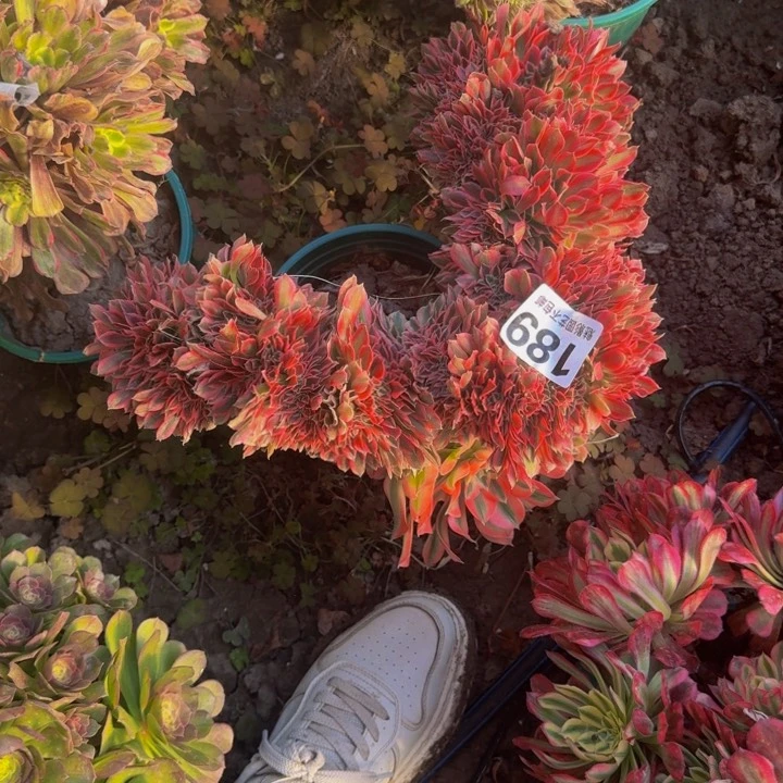 女巫花29-41包邮花花