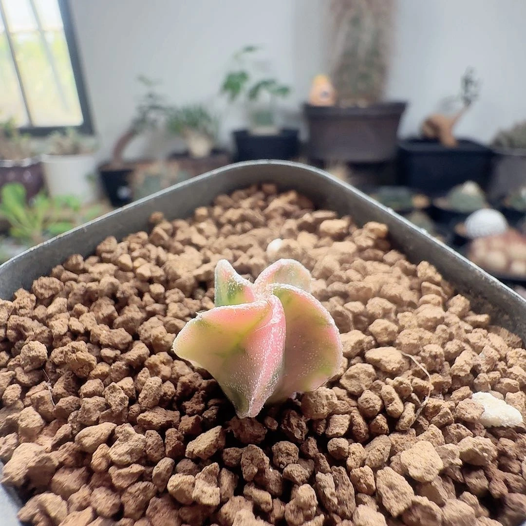 实生鸾凤玉锦带盆发货