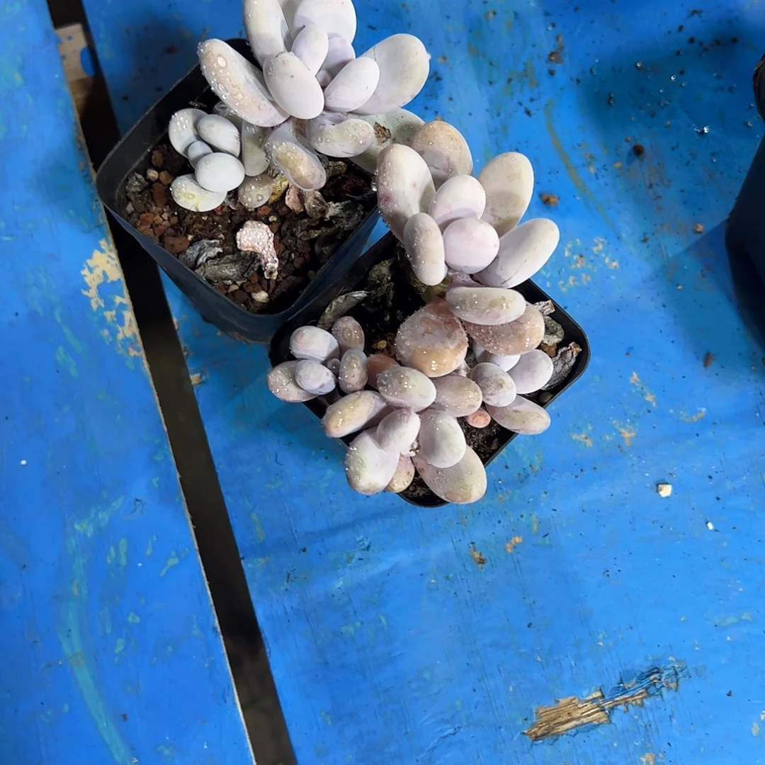 非***鱼奶酪2颗群多肉植物
