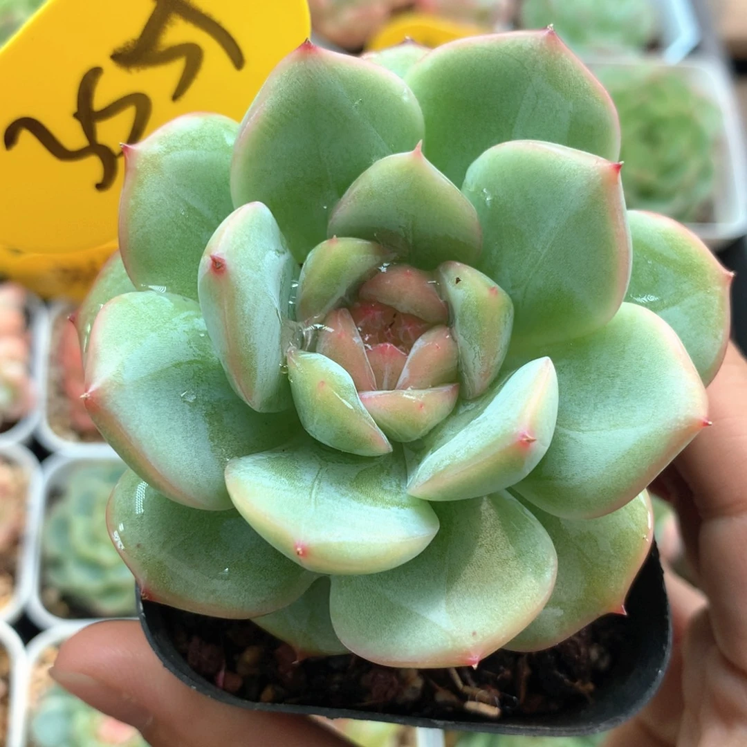 粉白透暗纹珍妮3559