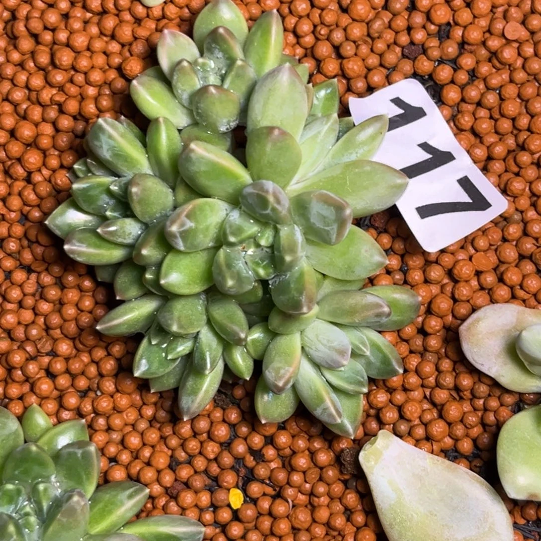 多肉植物雨花石117