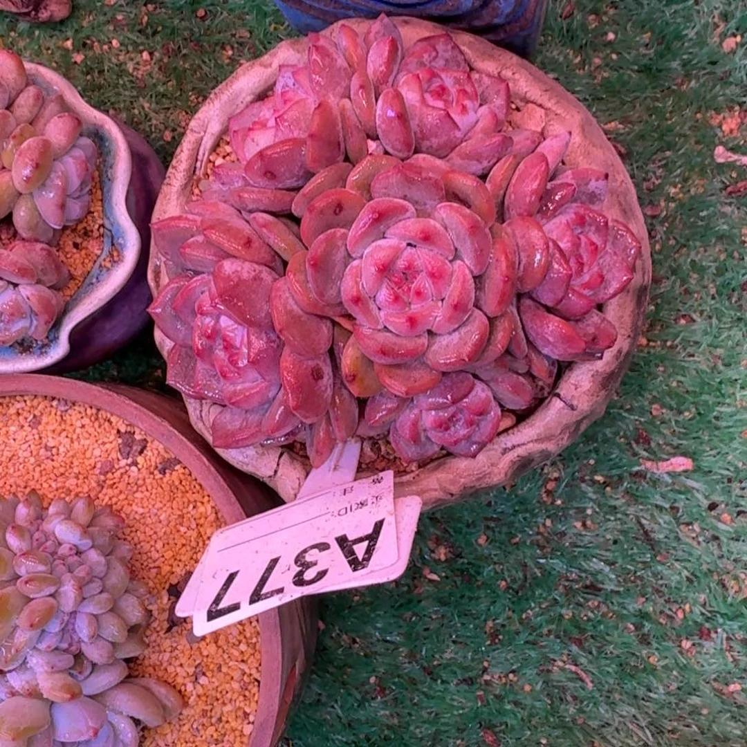 星影石榴籽无砍多肉