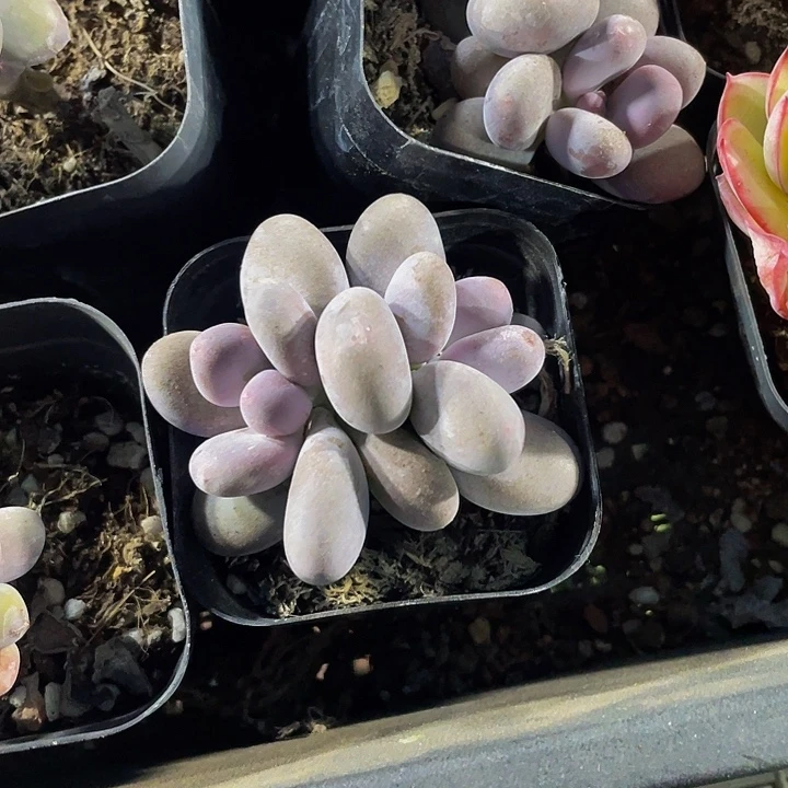 双头桃美人带盆土