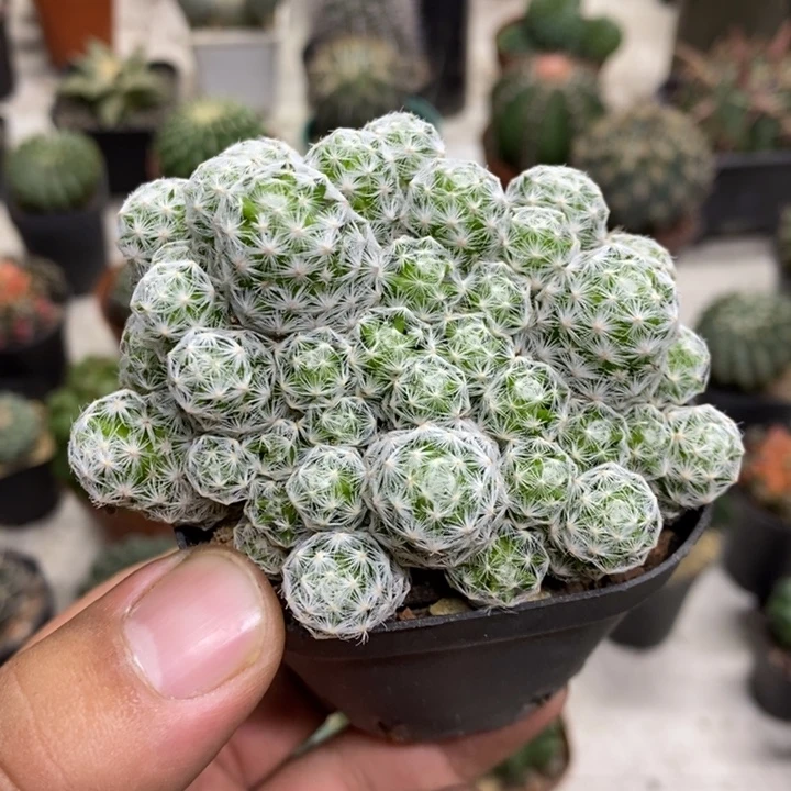 肌春心群特价福利