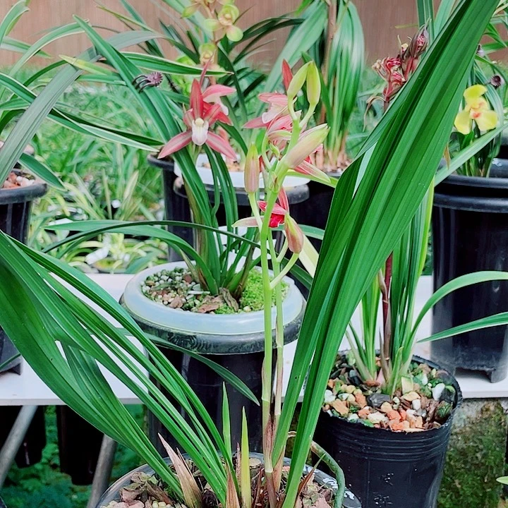 f***r完全开放一物一漂亮开花