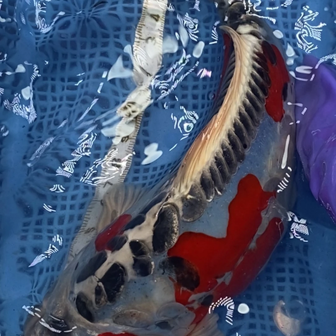 锦鲤冷水锦鲤包邮