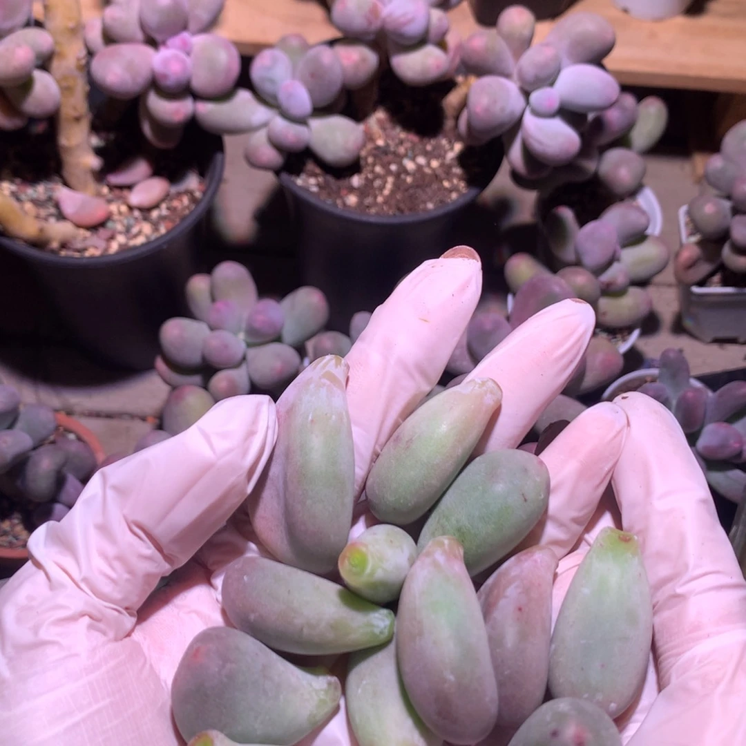 米可奶酪多肉 米可奶