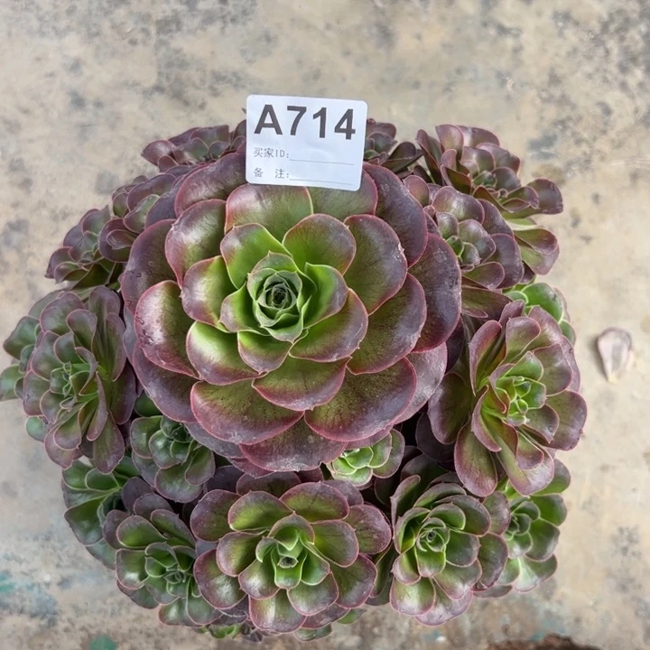 714魅金玫瑰25厘米左右