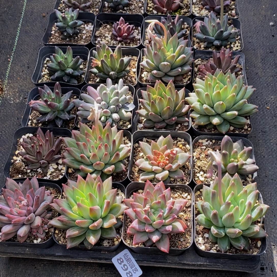 ?****e898多肉植物保护研究所所长助理研究员