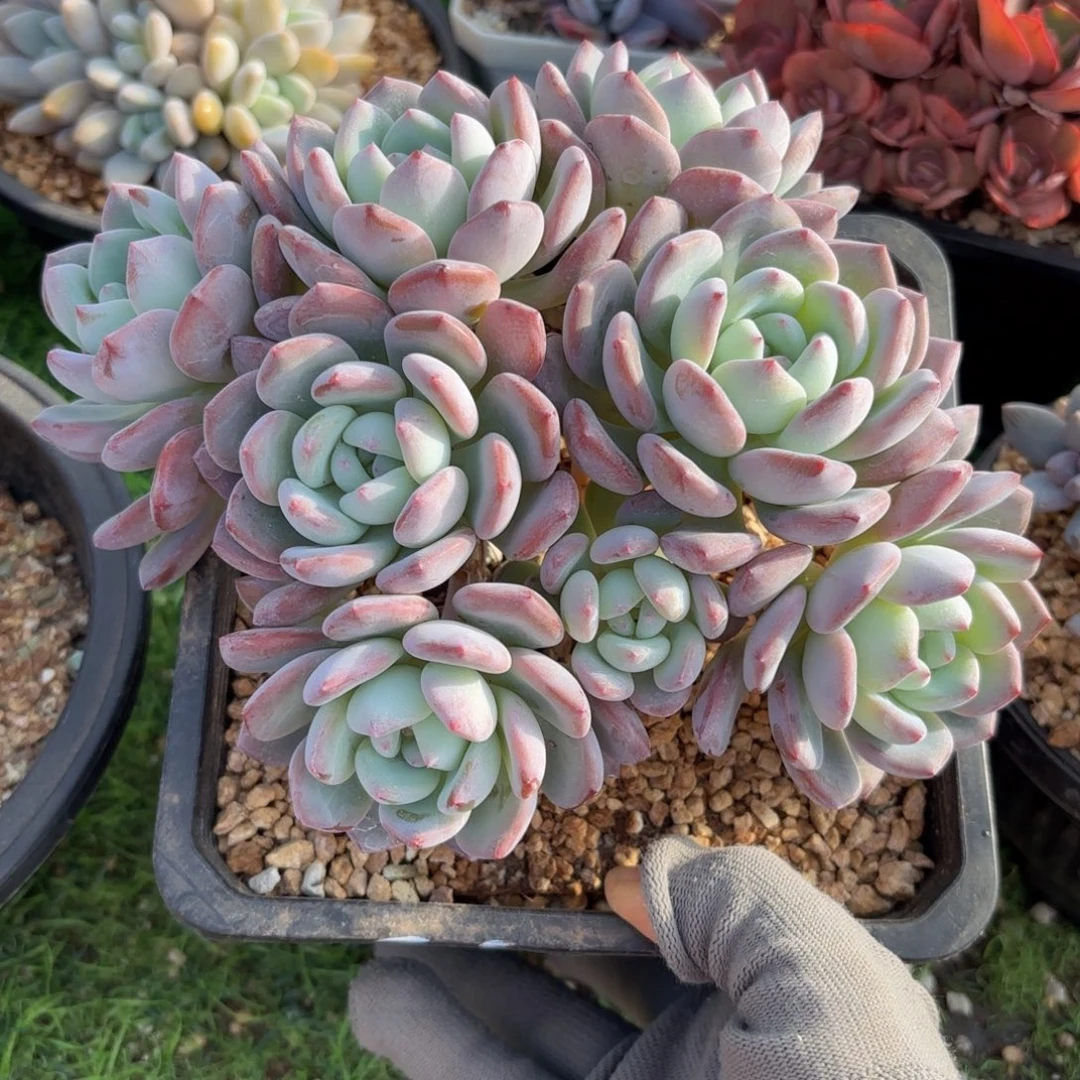 华尔兹美人88888888888