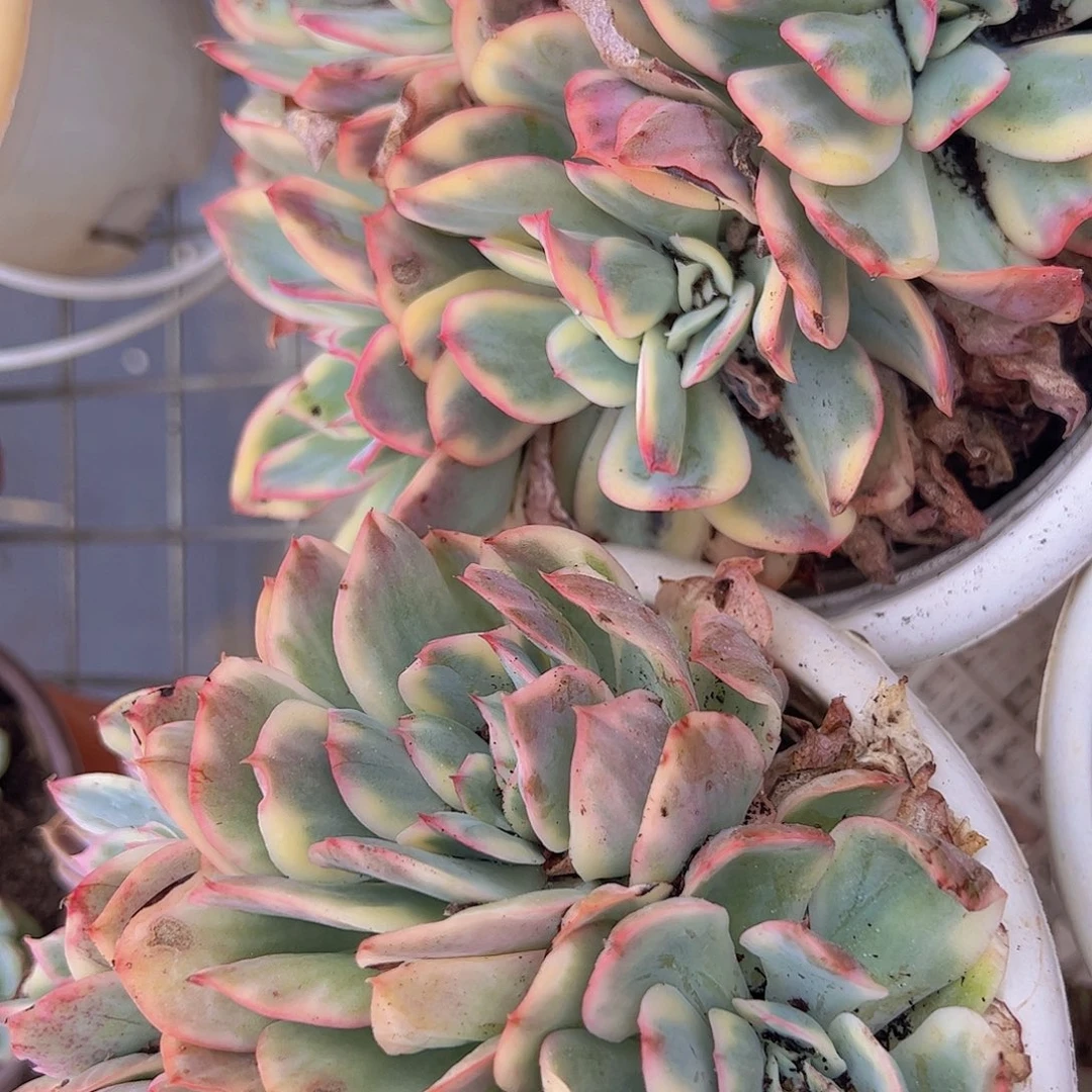 多头绮罗仙子锦一盆