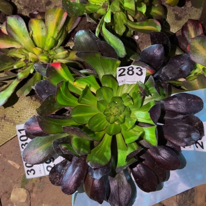 283花蝴蝶多肉植物不售后