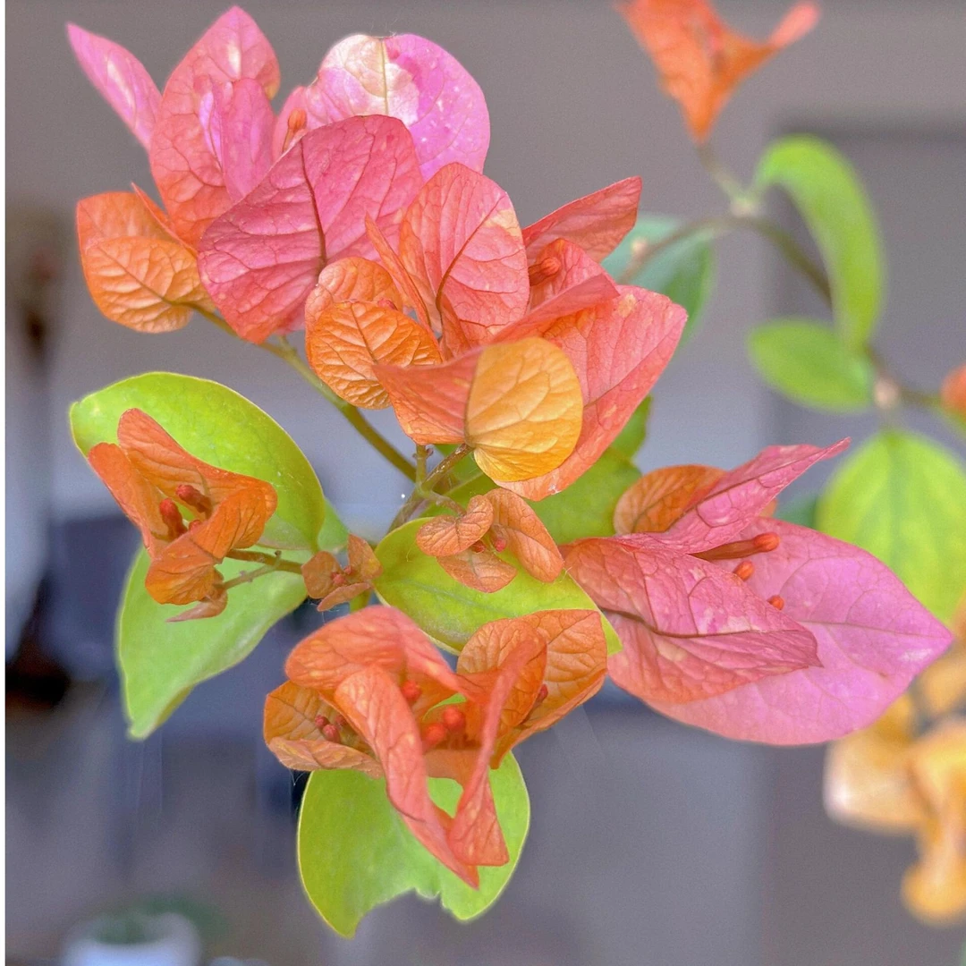 阿达娜三角梅袋苗花卉勤花品种适合阳台庭院露台绿植花卉不带花