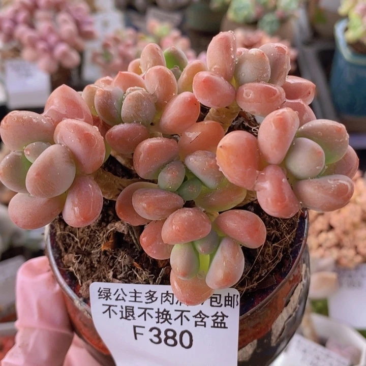 橘子香水洛神8cm380多肉植物