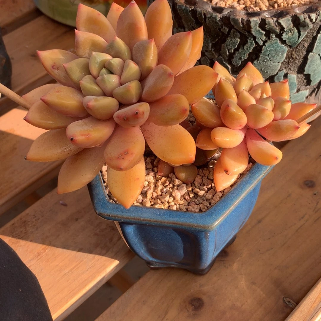 象牙啊啊啊啊啊啊啊