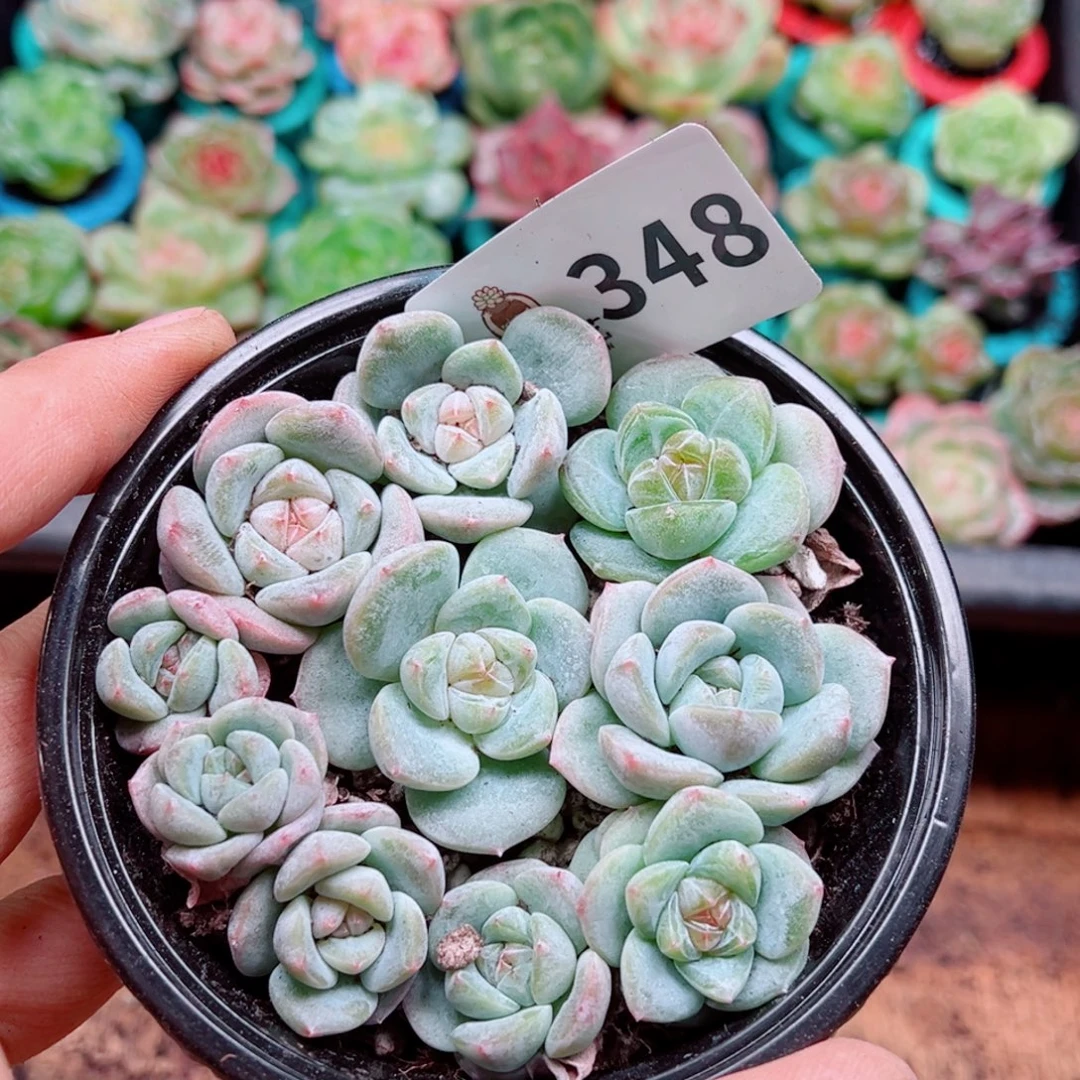 多肉植物多肉植物