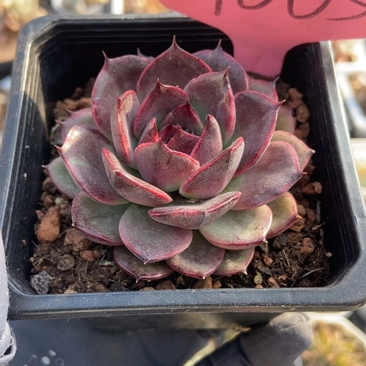 9005干果珍妮多肉