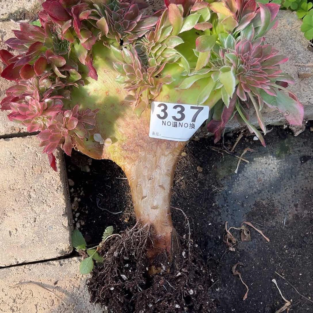 努****干337多肉女郎缀一个