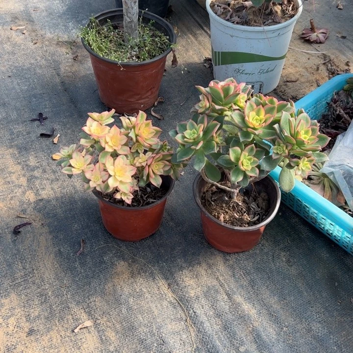 77艳日辉多肉多肉多肉