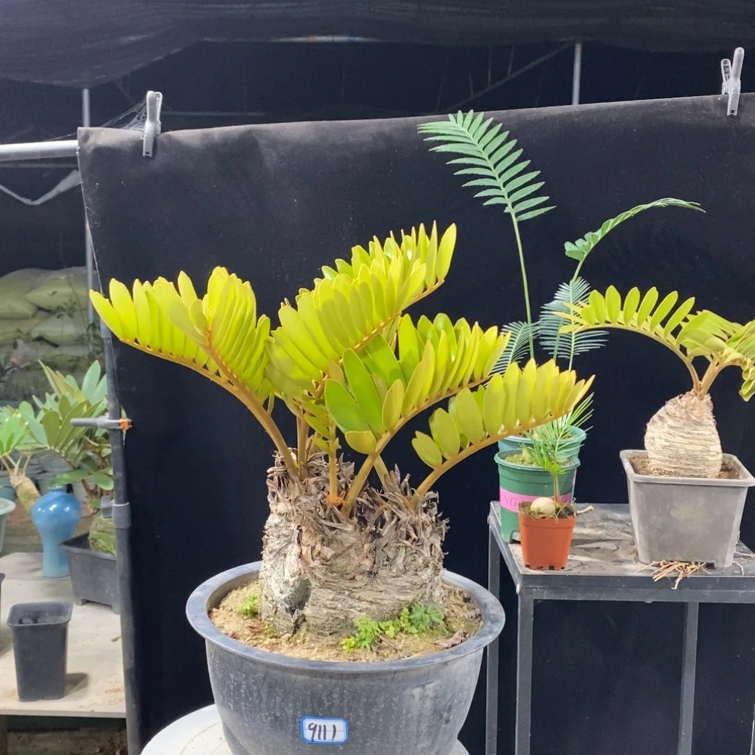 蛋***蛋完全开放墨西哥铁树9111