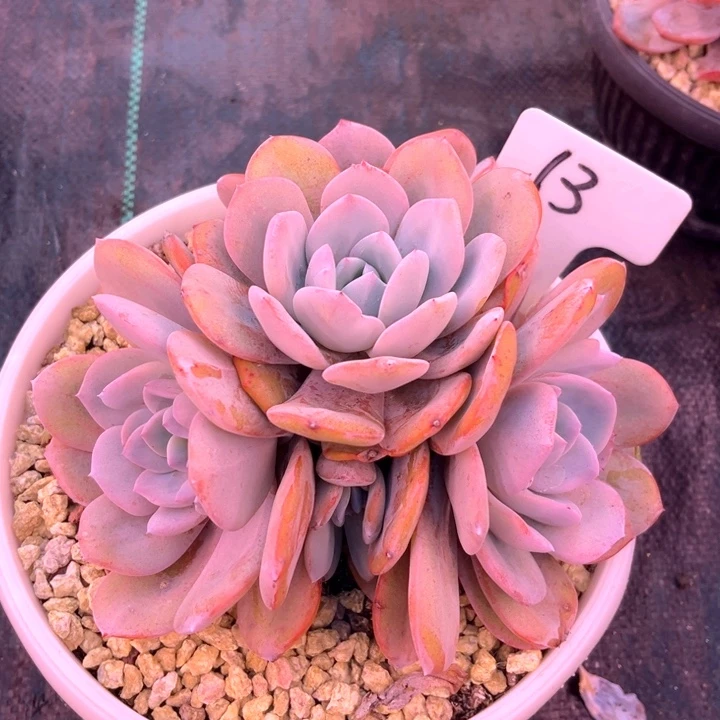 奶茶13号码牌子的话题了解