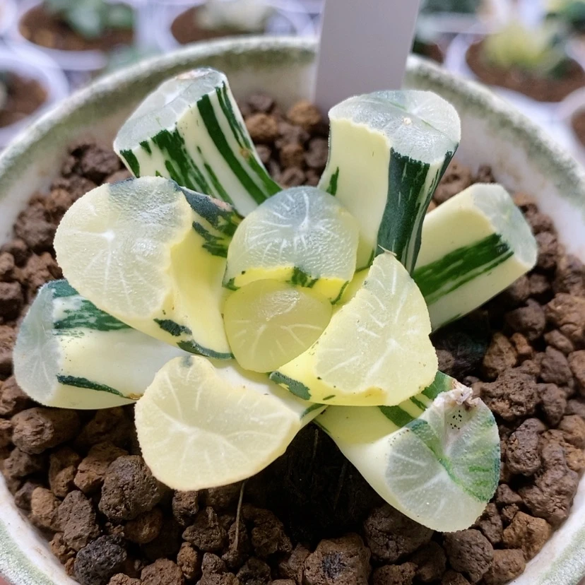 【闪购商品】15雪国x花菱