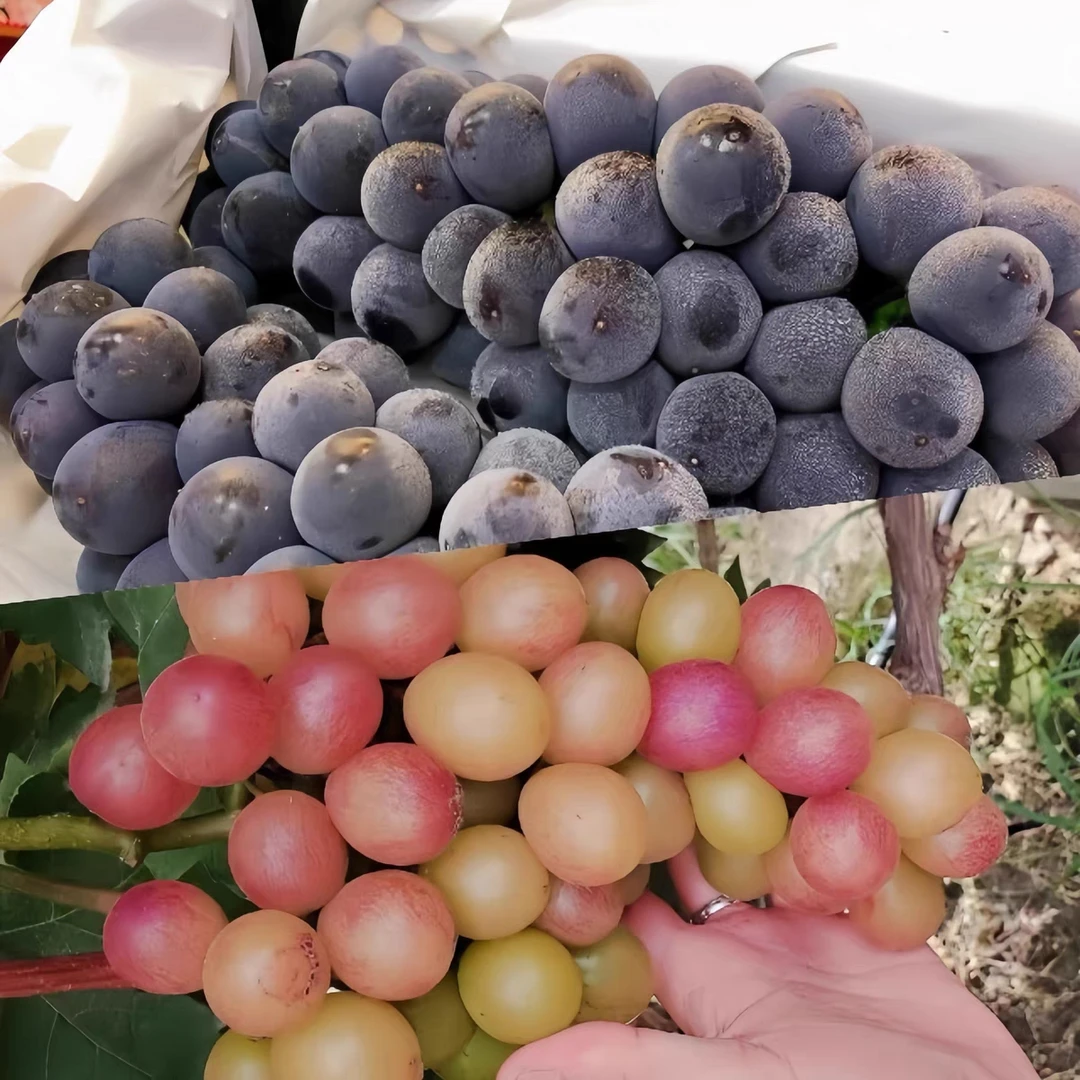 马陆玫瑰香巨峰葡萄双拼礼盒装整串现摘现发当季果园新鲜水果