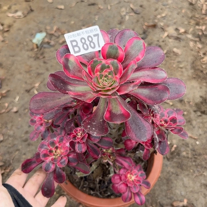 香奈尔……多肉植物……