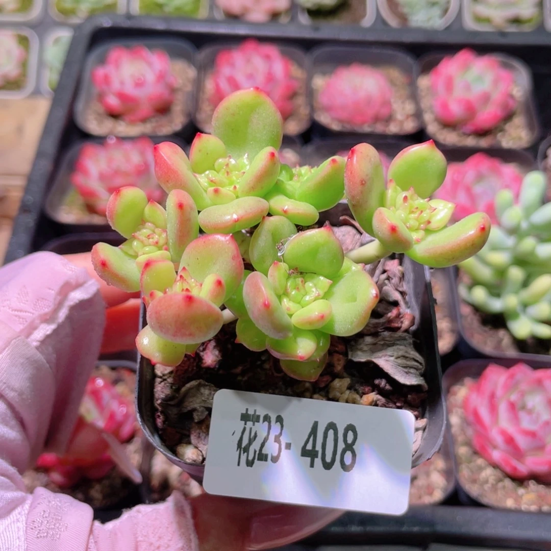 花利美23-408苹果花