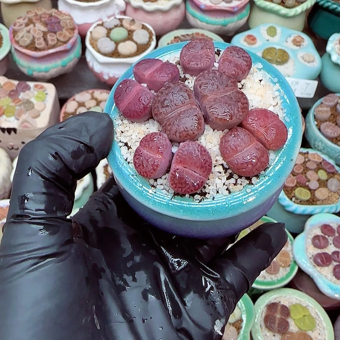 生石花满18包邮1227-18