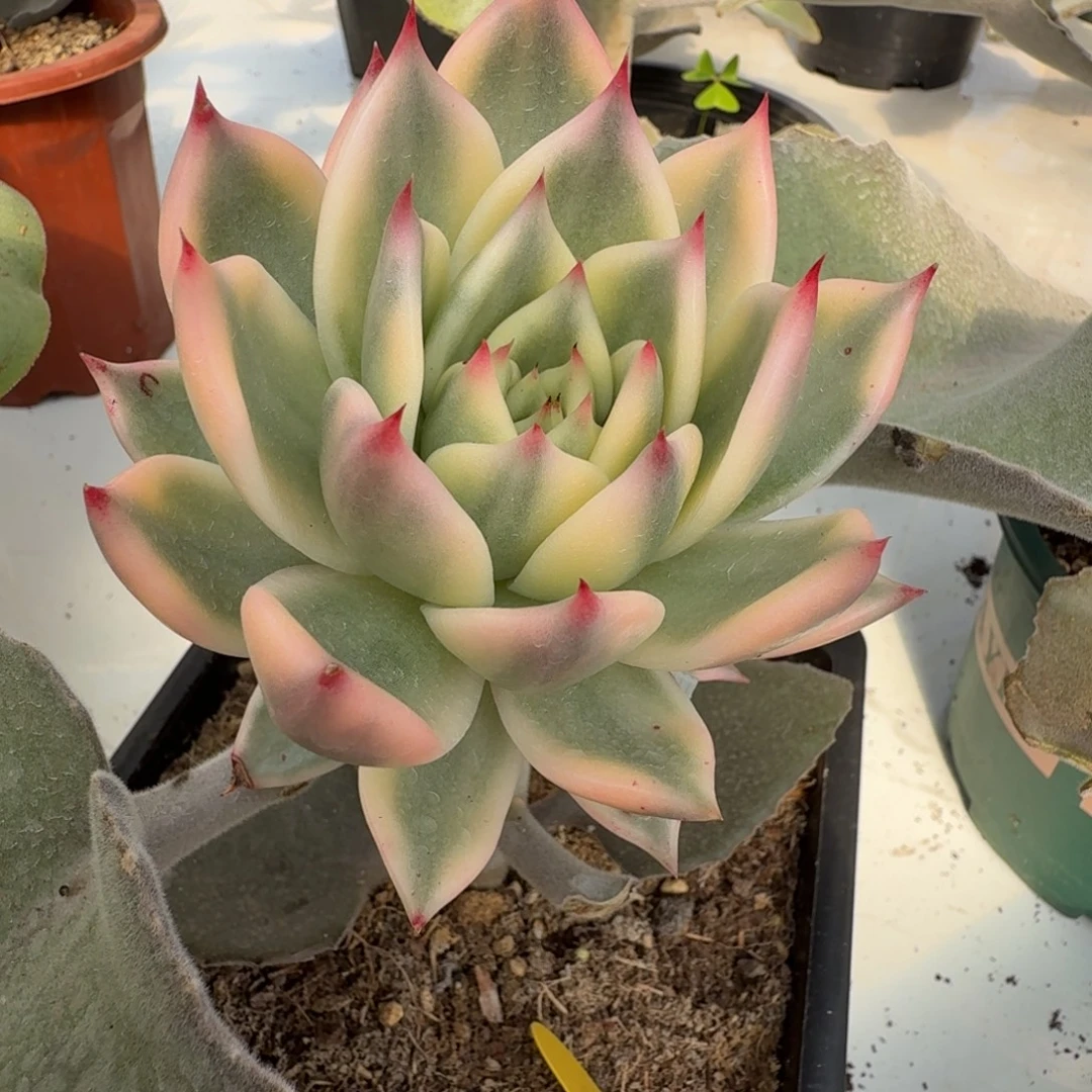 冰颜 安吉园艺锦锦