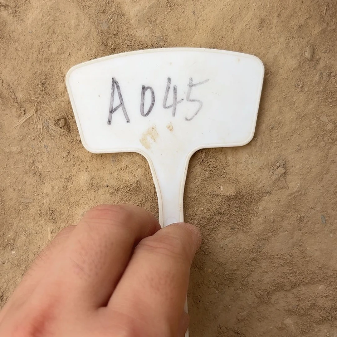 *****A045,046香妃香槟彩瑕疵歪头4cm