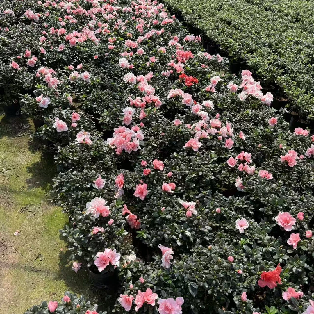 粉色佳人 杜鹃花盆栽 四季开花好养阳台 庭院 原盆原土发货