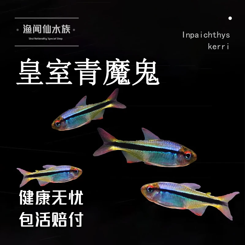 皇室青魔鬼灯科鱼南美缸灯鱼群游活体小型热带观赏鱼好养草缸鱼