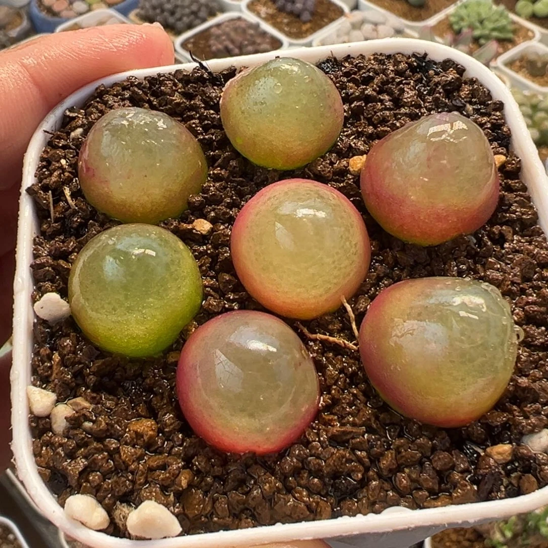 985多肉植物种类多样