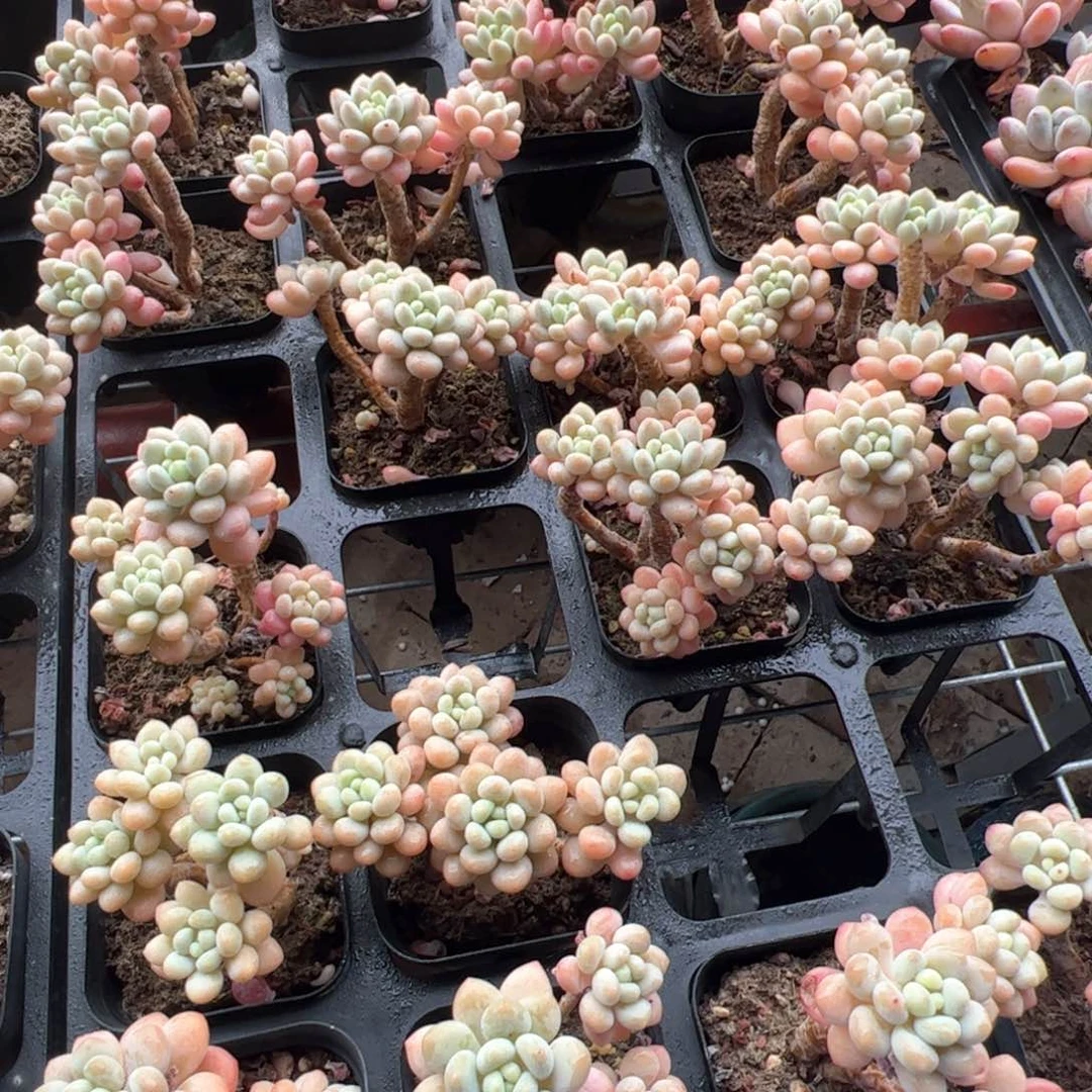 特价达芙妮 随单发货