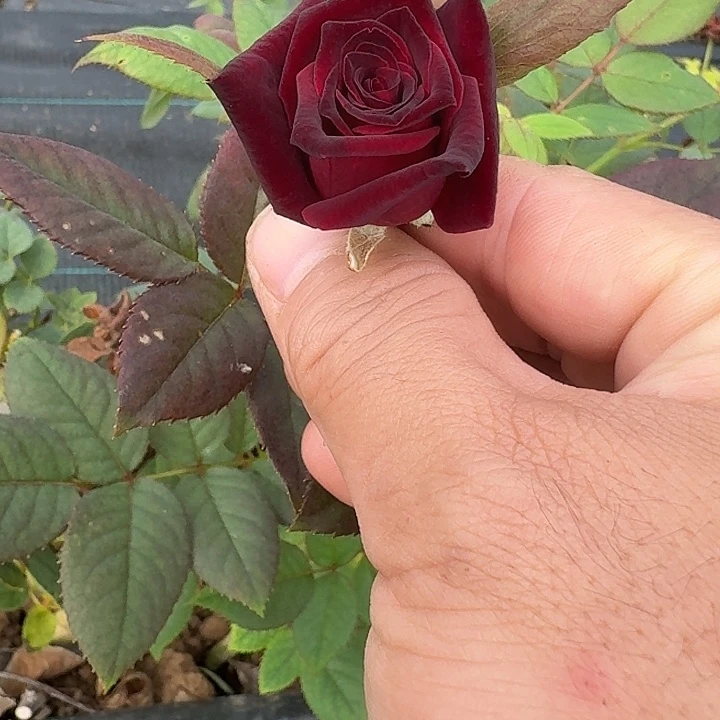 无花朵黑巴克小苗扦插