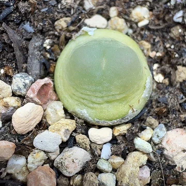 老马生石花1.3拉登1563