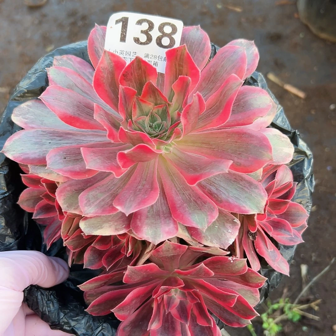 多肉植物多肉植物138