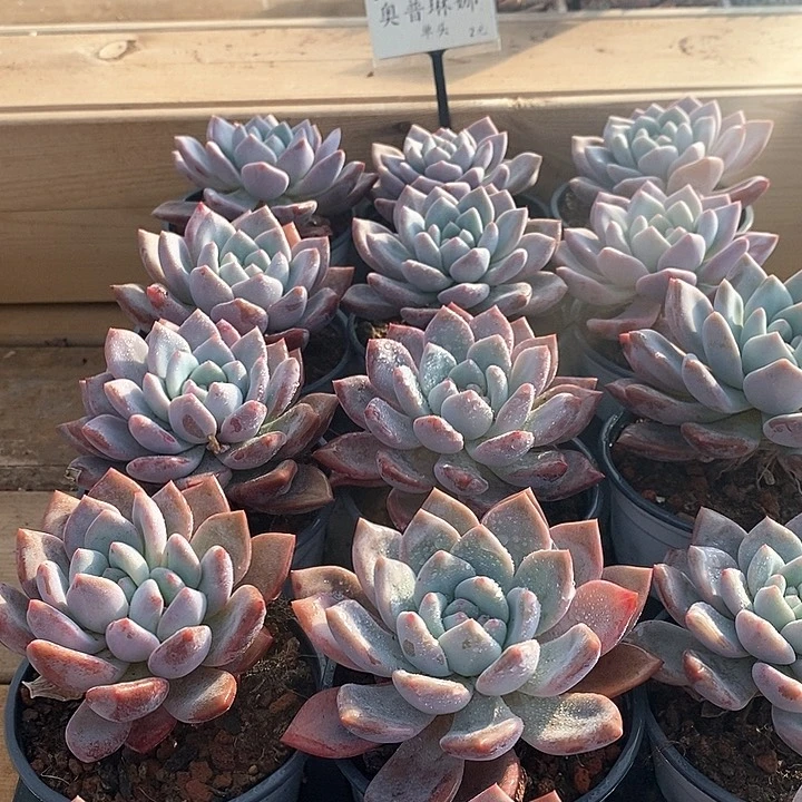 92奥普琳娜 单头 福利多多