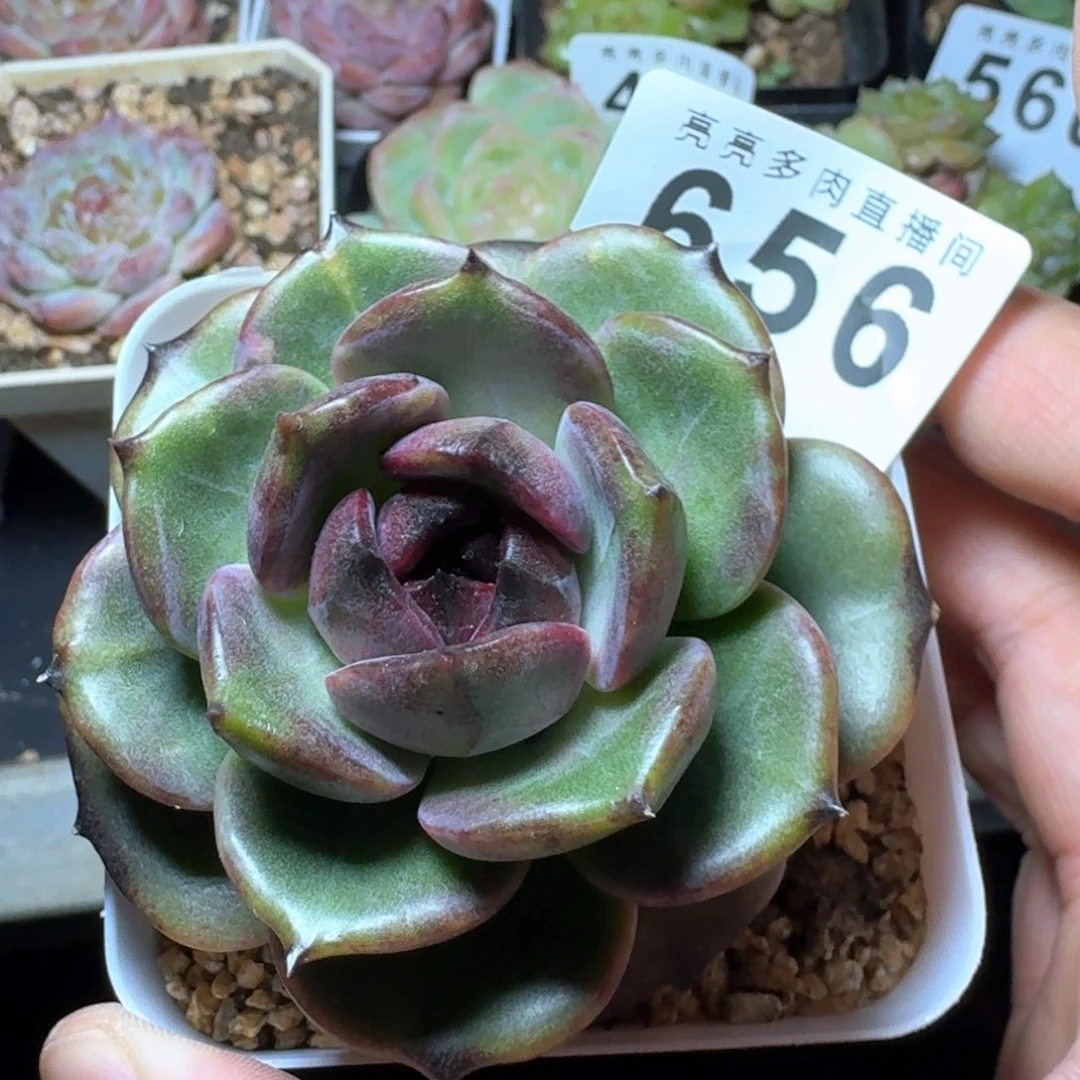 黑桃k            精美多肉植物