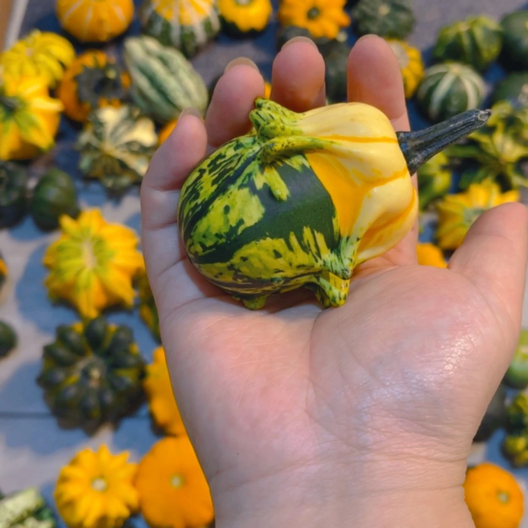 【闪购商品】兔****人葫芦哈哈哈哈哈哈