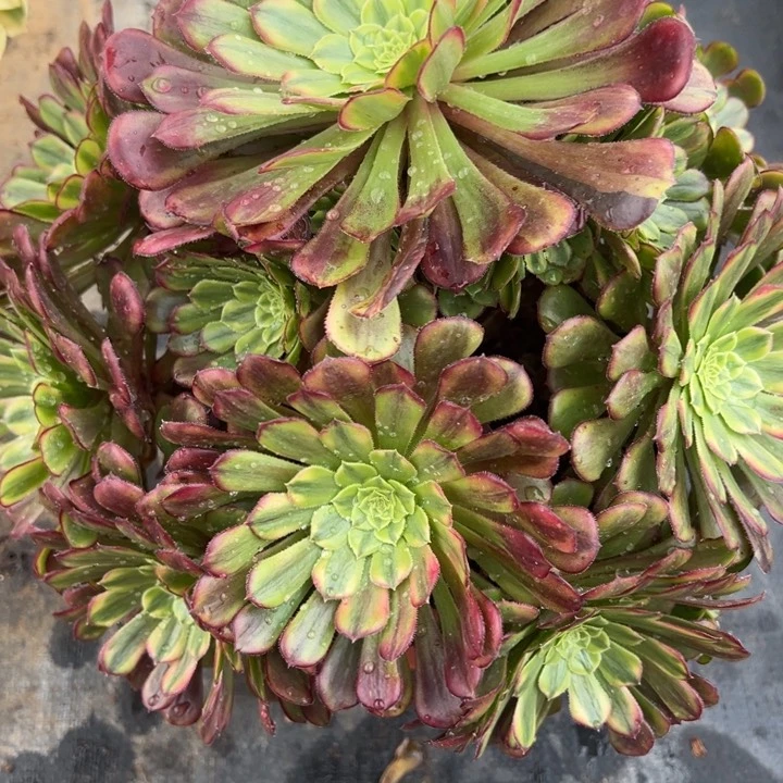 2.2-8水墨画黄锦多肉