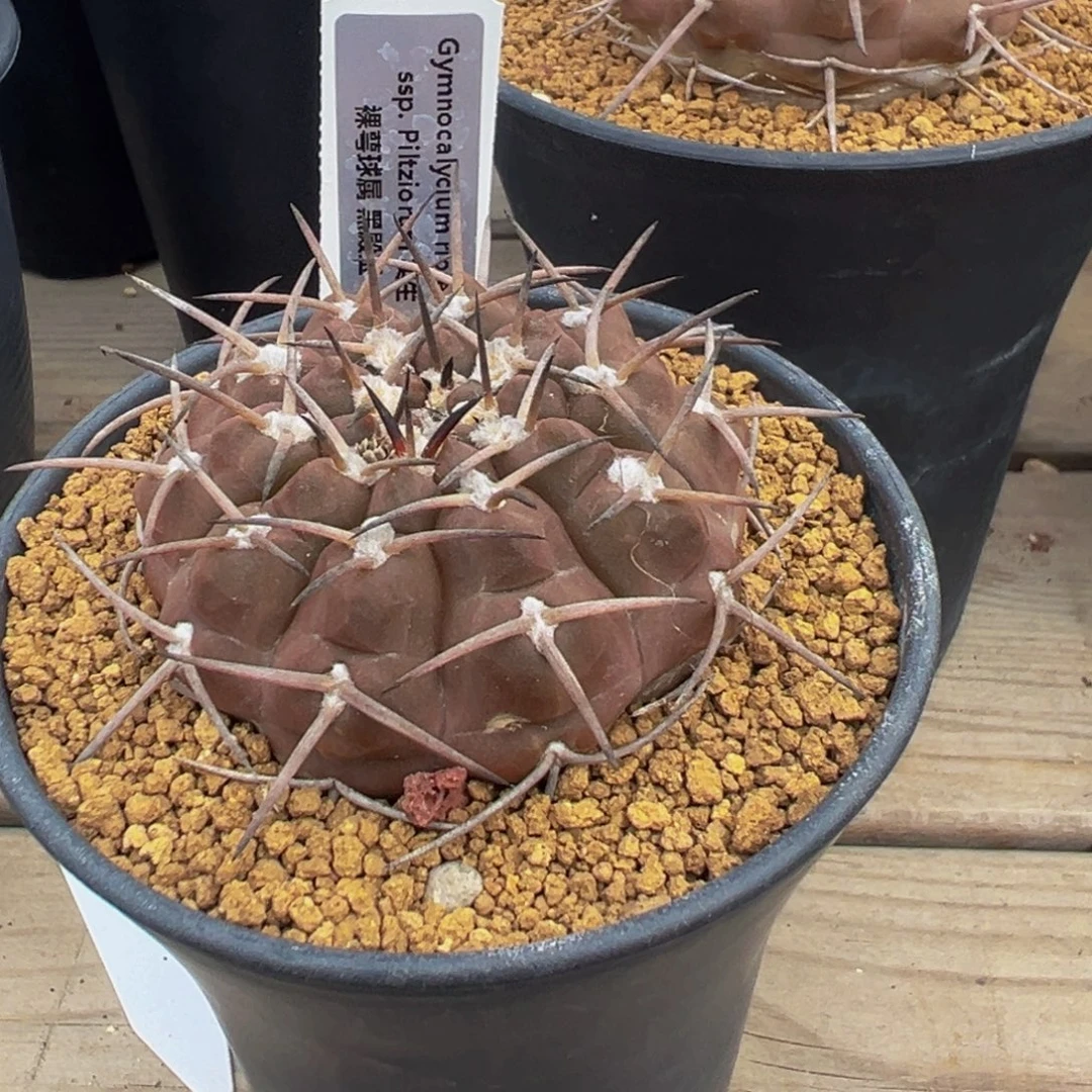 黑殿玉多肉植物带盆土