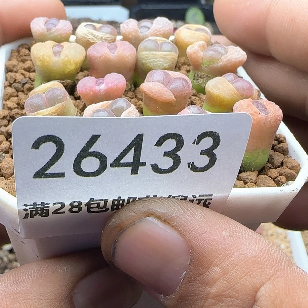 茳**姐脱土28包邮26433