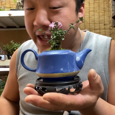 红陶一物一拍所见即所得55